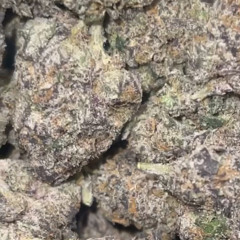 no lows ft.631shakes and mandel the maniac