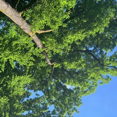 Forest Talk
