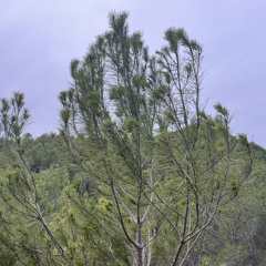 TRANSMUTACIÓN, LLUVIA, COLA CAO.
