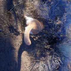 That Cat Is An Asshole