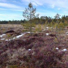 April dawn in boreal forest-mire complex