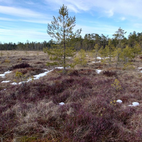 April dawn in boreal forest-mire complex