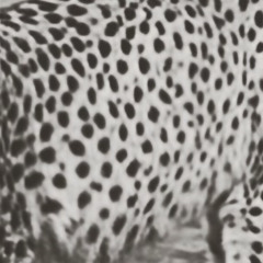 anarchychild - STEADY (bally sgb)