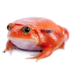 Froggy {gothband1t+silver+MethboiSwag}