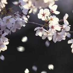 桜（SAKURA）