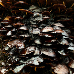 Sunday Sessions Nº458