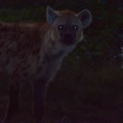 Hyena