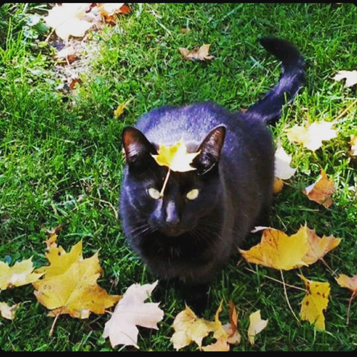 Gr00vE KaTZ
