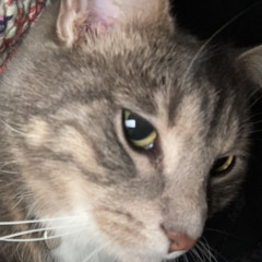 soft kitty warm kitty little ball of fur happy kitty sleepy kitty purr purr purr