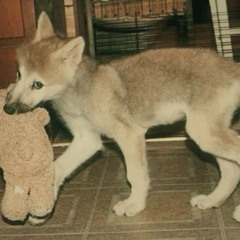 ariel’s puppydog playlist