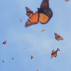Butterflies(Prod.CapsCtrl)