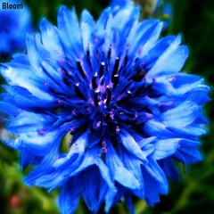 Bloom