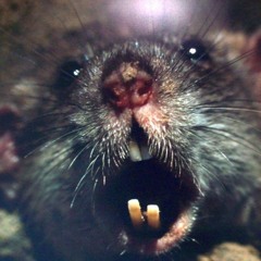 Sewr Rat (Prod. BOi BOi)