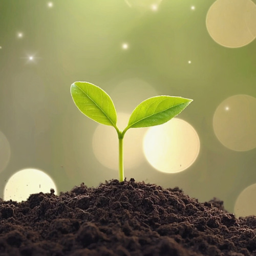 Oct 22, 2025 - خدمة ابنا الزيت - خليقة جديدة