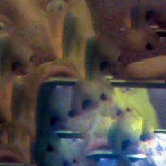 wish yourself clean .demo