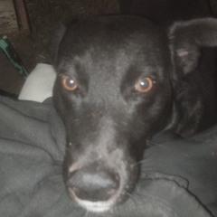 https//amorsuicida.com (maqueta)