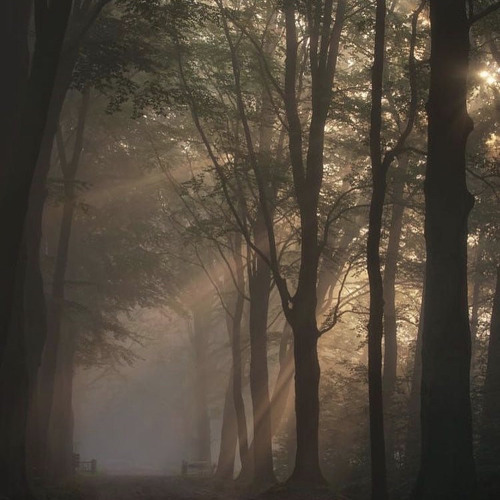 b4 i go (p.zoro x shelovesleek)