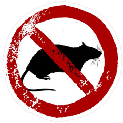 No ratz