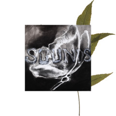 Sounds w/ Pansy - 311025