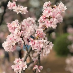 cherry blossom
