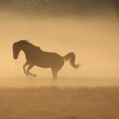 أنشودة  أنوار أحمد ... المنشد  محمد الحسيان  .mp3