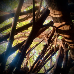 the womb