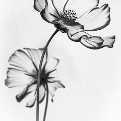 Carbon Flower