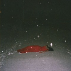Bleed