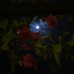 أبغفى كنّي الطفل الغريِر ، سلام الله على وقت مضى وماصار به فيني.