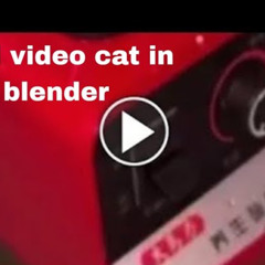 Cat In Blender X Twitter scarlet blake oxford cat reddit Original video