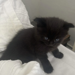 Jennifer Lawrence (mimics gate)