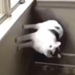 meowsers