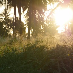 Morning bird chorus · Relaxing Sounds from The Light Garden Hawaii