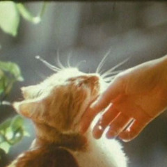 mystery of love by Sufian Steven, but you’re thinking about last summer