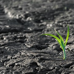 The Blackness Greening