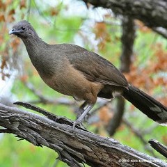 Plain Chachalaca (Ortalis vetula)