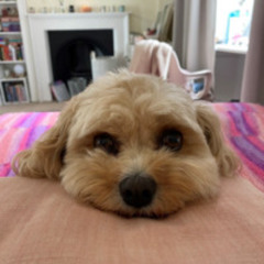 INTERACTION 116 p34 Reaction