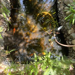 PHARAOH. Vol 1- Huuli