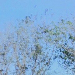 leaves;?