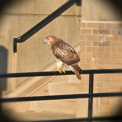 Thank You (feat. Myskie) [PROD. Lucas Depetti]