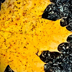 The Earth Calls These Falling Yellow Leaves Home