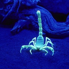 Arthropod