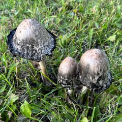 Sunday Vinyl Mix with Dine & Dash