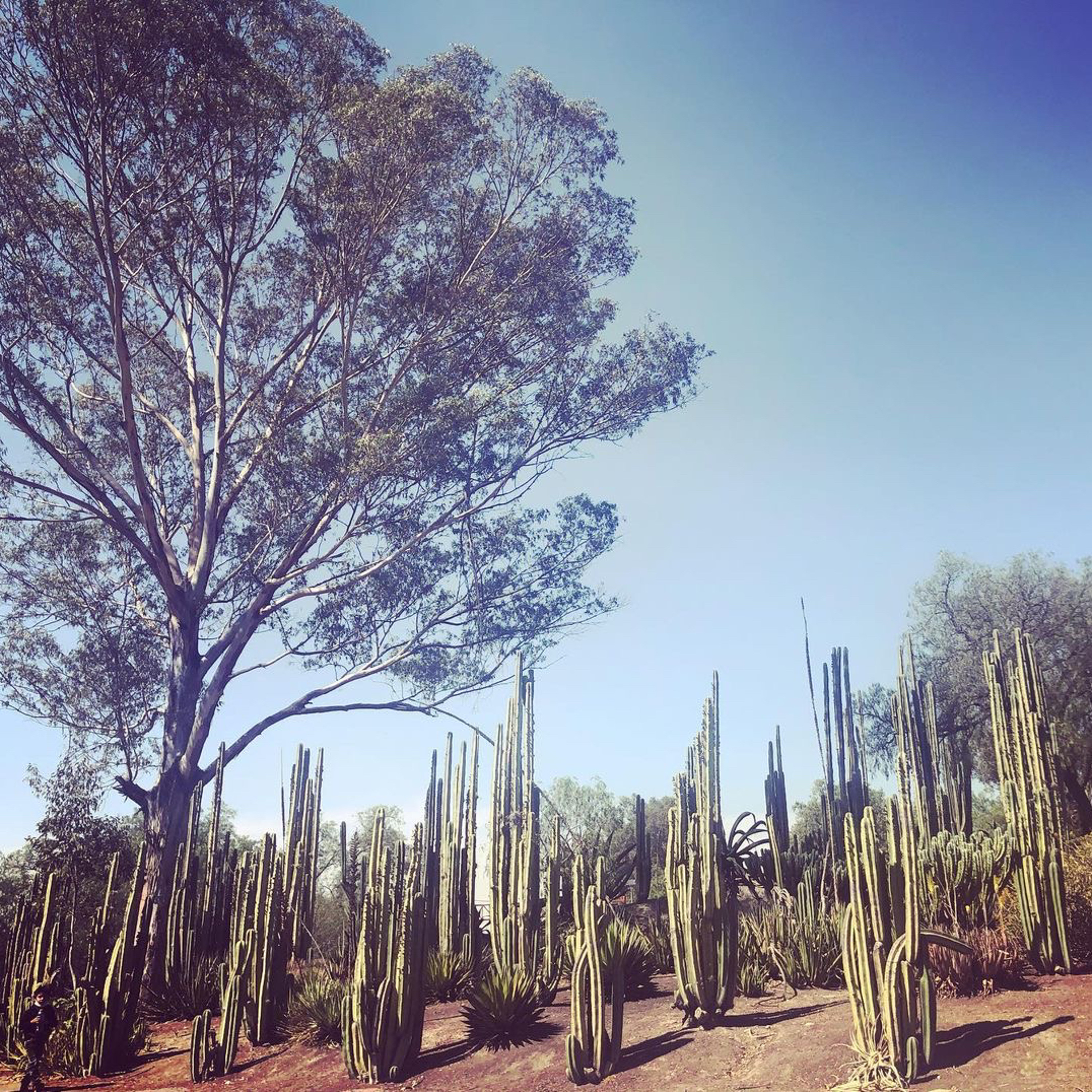 canción del Jacarandá episode artwork