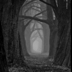 the woods