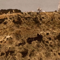 Toxicity but it’s Alt-Rock