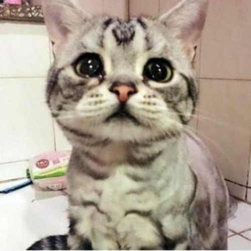 tigerstar - Gash (p. uxbie)