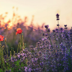 Twilight Bloom