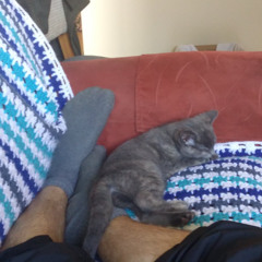 Said She Been On Freestyle