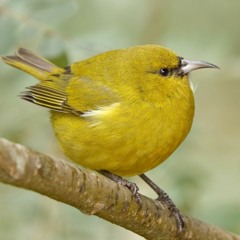 Roll Control ▶ Frisky Amahiki